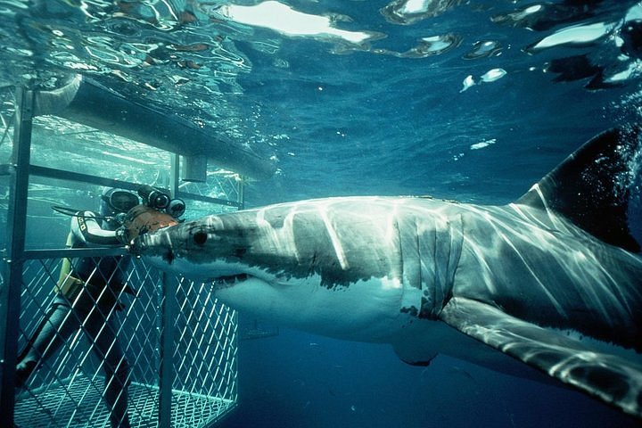 Observação de Tubarões (Shark Cage Diving)