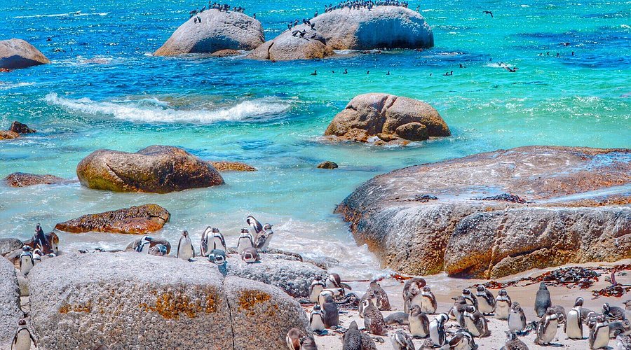 Praia de Boulders (Pinguins)